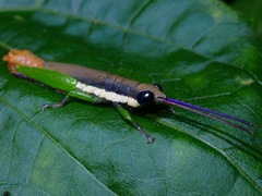 Mitricephala milleri