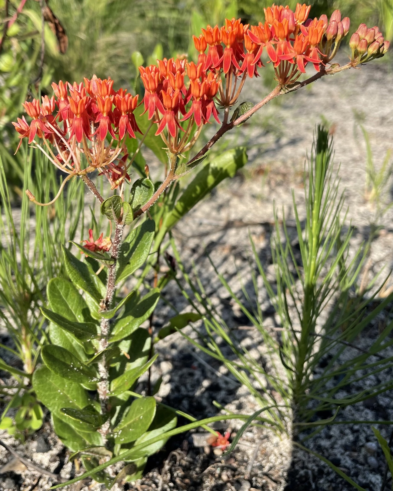 Asclepias tuberosa ssp. rolfsii