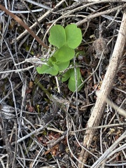 Oxalis imbricata violacea