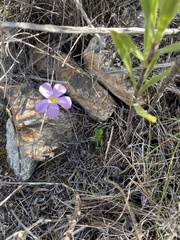 Oxalis imbricata violacea