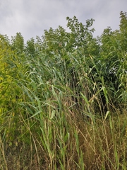 Phragmites australis altissimus