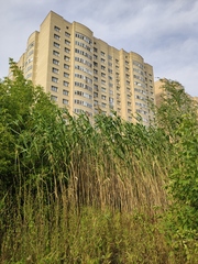Phragmites australis altissimus