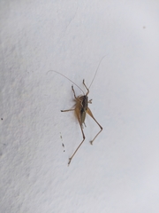 Pachytrachis gracilis