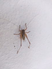 Pachytrachis gracilis