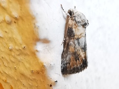 Aleptina