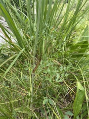 Peucedanum oreoselinum