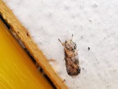 Aleptina