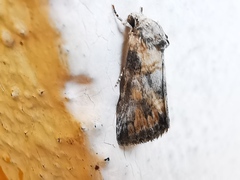Aleptina