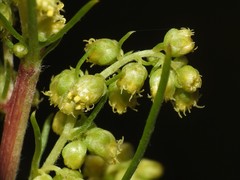 Artemisia campestris canadensis