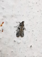 Amyelois transitella