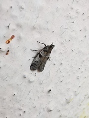 Amyelois transitella