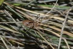 Odiellus troguloides