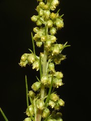 Artemisia campestris canadensis
