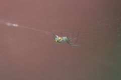 Leucauge