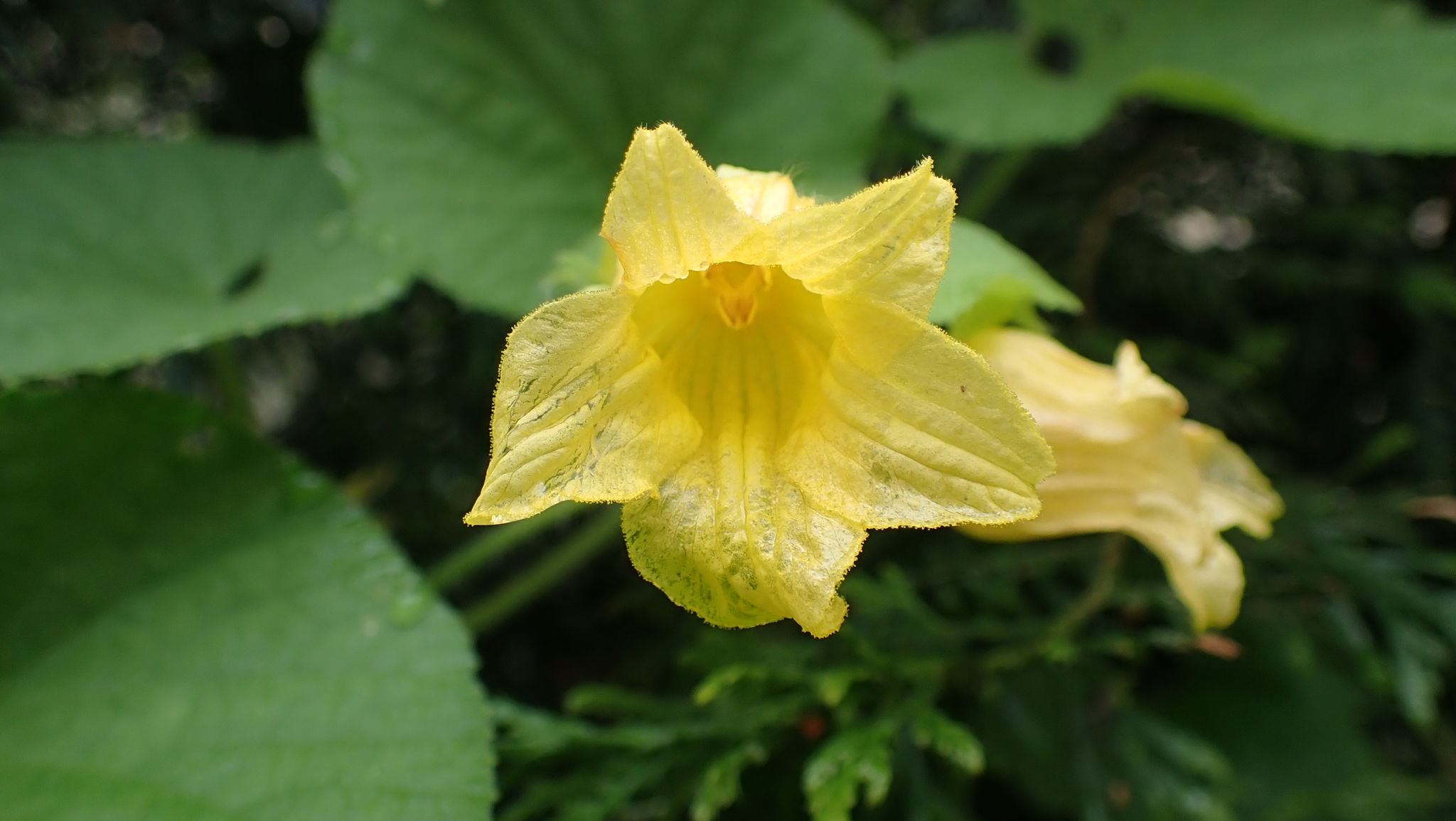 Thladiantha