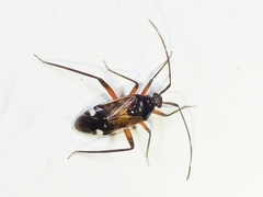 Eustictus