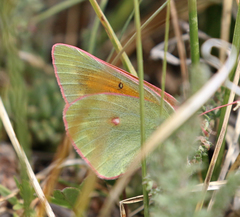 Colias meadii