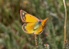 Colias meadii