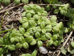 Magnoliopsida
