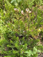 Phyllodoce × intermedia