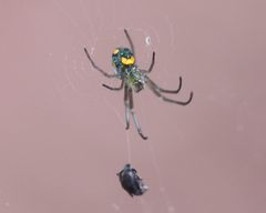 Leucauge argyrobapta