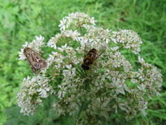 Epistrophe grossulariae