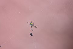 Leucauge argyrobapta