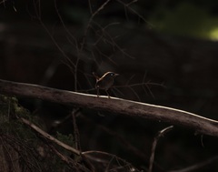 Troglodytes pacificus