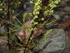 Artemisia campestris canadensis