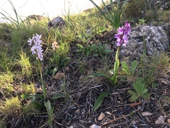Orchis olbiensis
