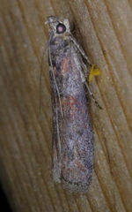Sciota carneella