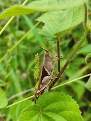 Diabolocatantops pinguis