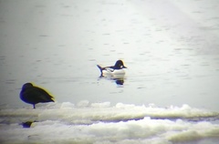 Bucephala clangula × islandica