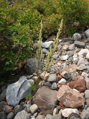 Artemisia campestris canadensis