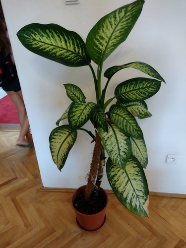 difenbachia škvrnitá (Dieffenbachia seguine)