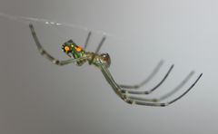 Leucauge argyrobapta