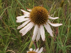 Echinacea angustifolia