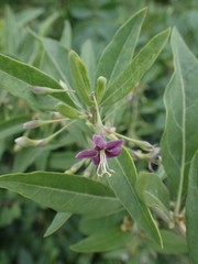 Magnoliopsida