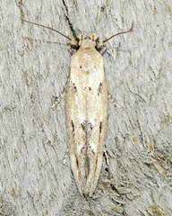 Mompha brevivittella