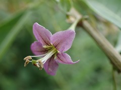 Magnoliopsida