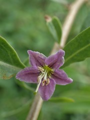 Magnoliopsida