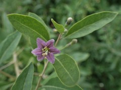 Magnoliopsida