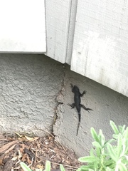 Sceloporus occidentalis