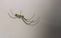 Leucauge argyrobapta