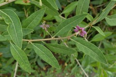 Magnoliopsida