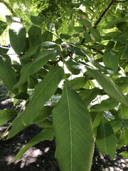 Juglans