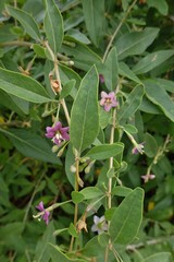 Magnoliopsida