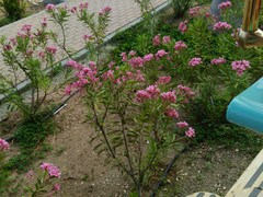 Apocynoideae