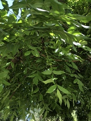 Juglans
