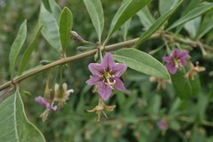 Magnoliopsida